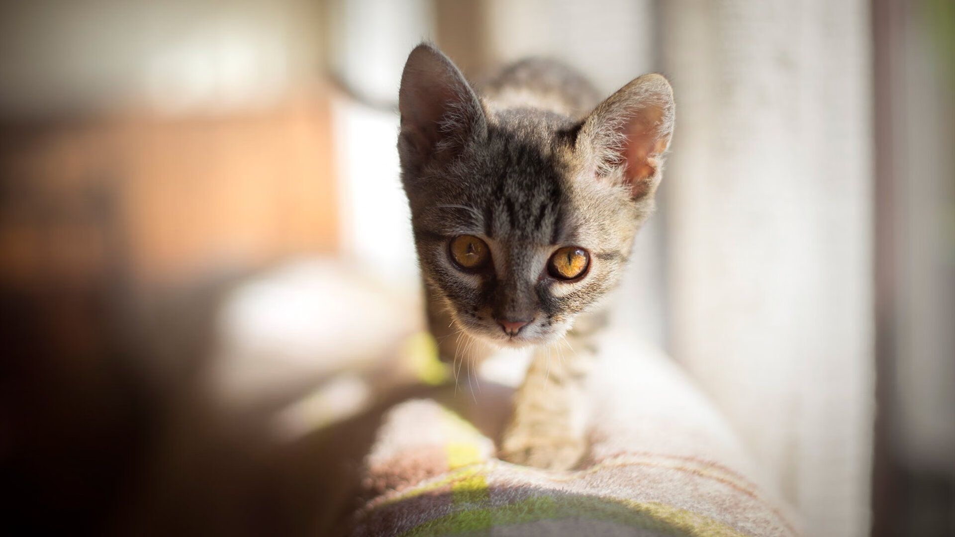 爱游戏体育网页版-中国足球联赛裁判技术辅助设备应用推广，足球裁判协会